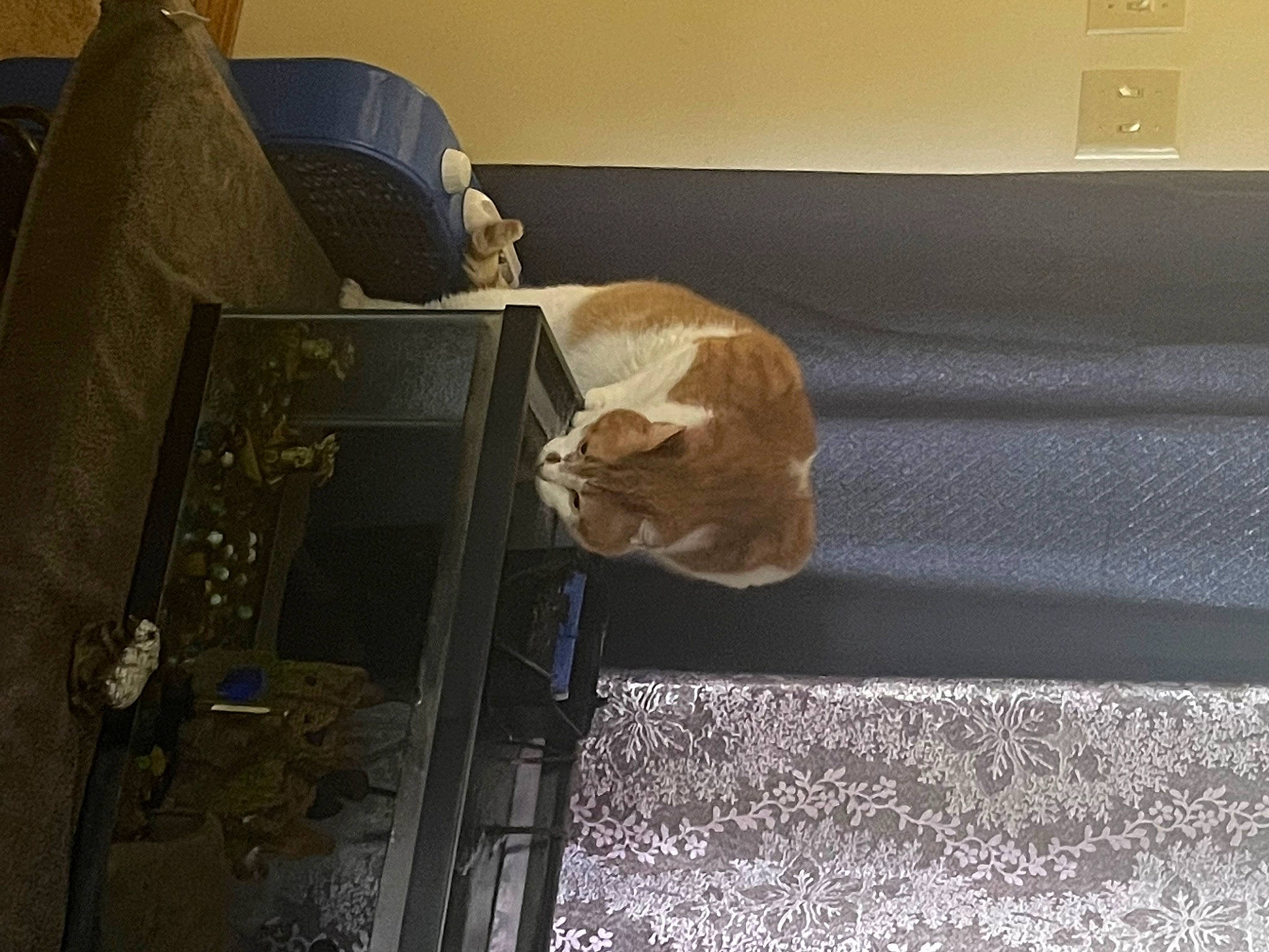 Gin is registered to the contest to win money with this photo: art, carpet, ceiling, chair, comfort, couch, felidae, flooring, fur, hardwood, linens, living_room, metal, room, small_to_medium_sized_cats, studio_couch, tail, vehicle_door, wall_plate, wood