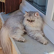 Tina a rejoint le concours — aidez-le/la à gagner de superbes lots ! cat, persian_cat, fluffy, gray_fur, green_eyes, windowsill, sunlight, resting, outdoor, wooden_shutter, window, pet, animal, feline, long_hair, cute, domestic_animal, relaxed, face, whiskers