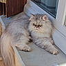 cat, persian_cat, fluffy, gray_fur, green_eyes, windowsill, sunlight, resting, outdoor, wooden_shutter, window, pet, animal, feline, long_hair, cute, domestic_animal, relaxed, face, whiskers