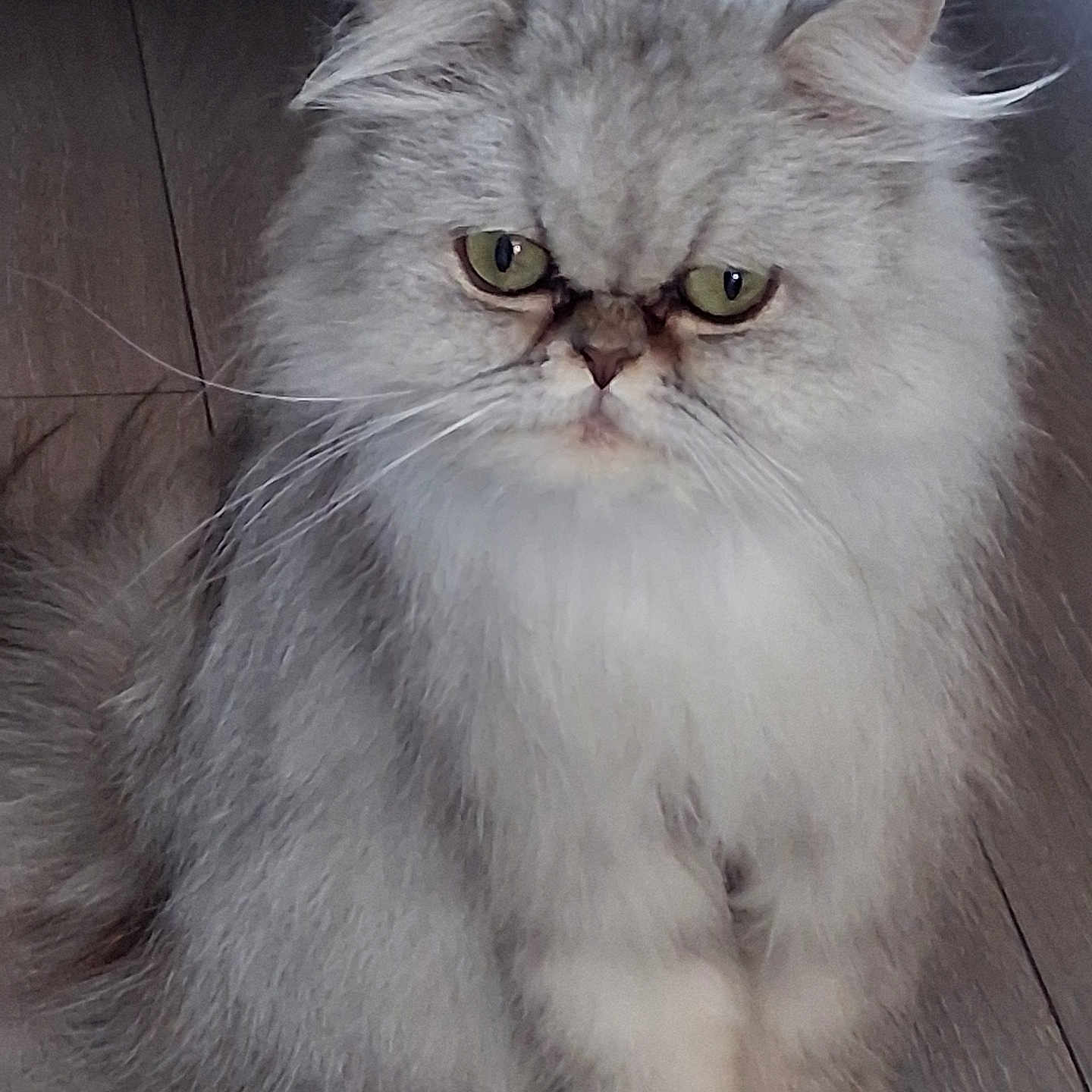 Tina a rejoint le concours — aidez-le/la à gagner de superbes lots ! cat, persian_cat, fluffy, fur, green_eyes, pet, indoor, wooden_floor, animal, mammal, face, whiskers, ears, sitting, cute, feline, domestic_animal, portrait, closeup, expression
