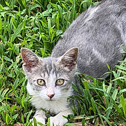 Pixie is registered to the contest to win money with this photo: alert, animal, cat, close_up, cute, ears, feline, fur, grass, gray_cat, greenery, kitten, lying_down, nature, outdoor, paws, pet, whiskers, white_cat, young_animal