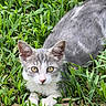 alert, animal, cat, close_up, cute, ears, feline, fur, grass, gray_cat, greenery, kitten, lying_down, nature, outdoor, paws, pet, whiskers, white_cat, young_animal
