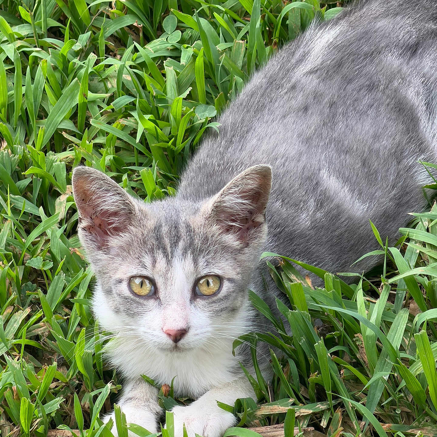 Pixie