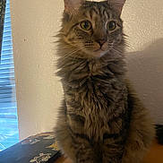 Hazel Grace is registered to the contest to win money with this photo: blinds, cat, close_up, cozy, curious, furry, green_eyes, indoor, laptop, long_fur, pet, pointed_ears, portrait, sitting, stickers, tabby_cat, table, wall, whiskers, window