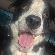 Snoopy joined the competition — help win amazing prizes! dog, close_up, tongue_out, car_interior, pet, black_and_white, collar, leash, happy, canine, indoor, face, fur, animal, mammal, companion, vehicle, seat, window, nose