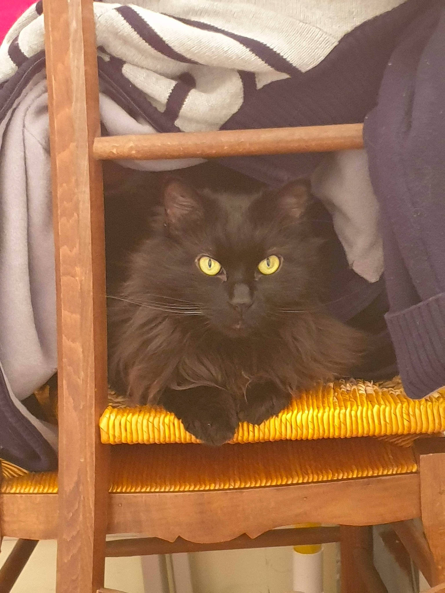 Kirby participe au concours pour gagner de l'argent avec cette photo : asian, black_cat, british_longhair, british_shorthair, carnivore, cat, chartreux, domestic_long_haired_cat, domestic_short_haired_cat, fawn, felidae, korat, nebelung, norwegian_forest_cat, persian, russian_blue, small_to_medium_sized_cats, whiskers