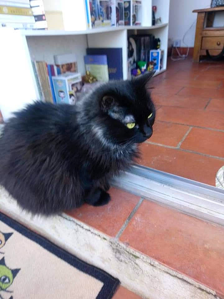 Kirby a rejoint le concours — aidez-le/la à gagner de superbes lots ! asian_semi_longhair, black_cat, bombay, british_longhair, carnivore, cat, cymric, domestic_long_haired_cat, domestic_short_haired_cat, felidae, floor, fur, kitten, korat, mammal, nebelung, persian, small_to_medium_sized_cats, tail, whiskers