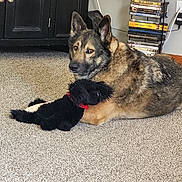 Bear is registered to the contest to win money with this photo: dog, german_shepherd, plush_toy, carpet, indoor, furniture, cabinet, stack_of_dvds, living_room, pet, brown_fur, black_fur, ears, eyes, toy, relaxed, home, fur, animal, cute