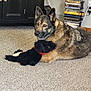 dog, german_shepherd, plush_toy, carpet, indoor, furniture, cabinet, stack_of_dvds, living_room, pet, brown_fur, black_fur, ears, eyes, toy, relaxed, home, fur, animal, cute