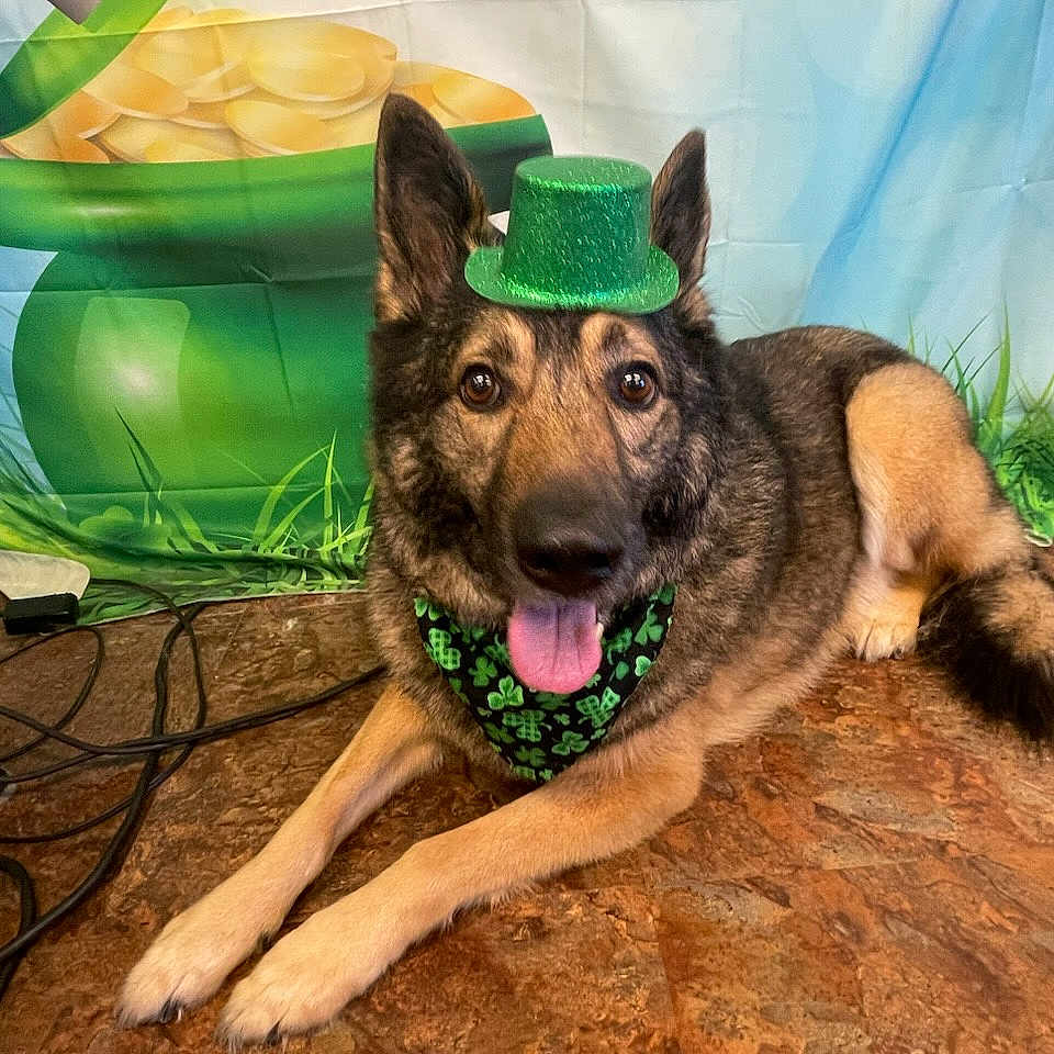 Bear is registered to the contest to win money with this photo: backdrop, bandana, celebration, coins, cute, decor, dog, ears_up, festive, floor, german_shepherd, green_hat, indoor, lying_down, pet, pot_of_gold, shamrock, smiling, st_patricks_day, tongue_out