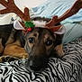 Bear is registered to the contest to win money with this photo: dog, reindeer_antlers, pet, animal, holiday, christmas, bed, blanket, zebra_print, pillow, cute, resting, indoors, brown, black, fur, ears, face, eyes, nose