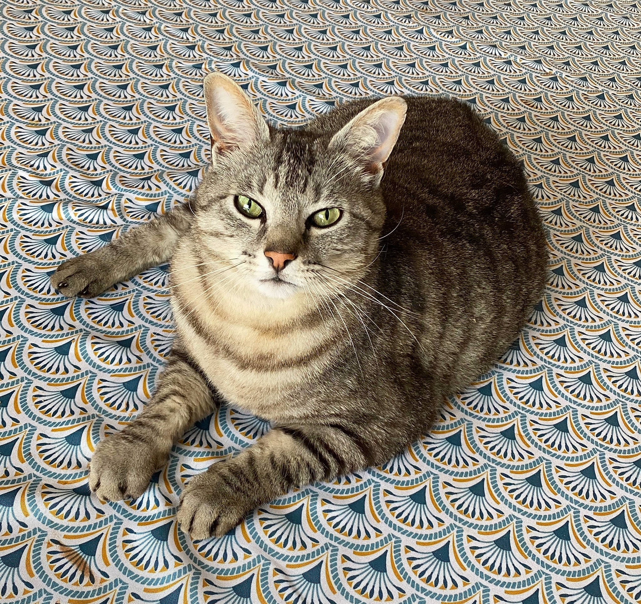 Oggy participe au concours pour gagner de l'argent avec cette photo : art, carnivore, cat, circle, domestic_short_haired_cat, eye, felidae, fur, head, illustration, painting, pattern, paw, rectangle, small_to_medium_sized_cats, snout, tail, terrestrial_animal, whiskers, window