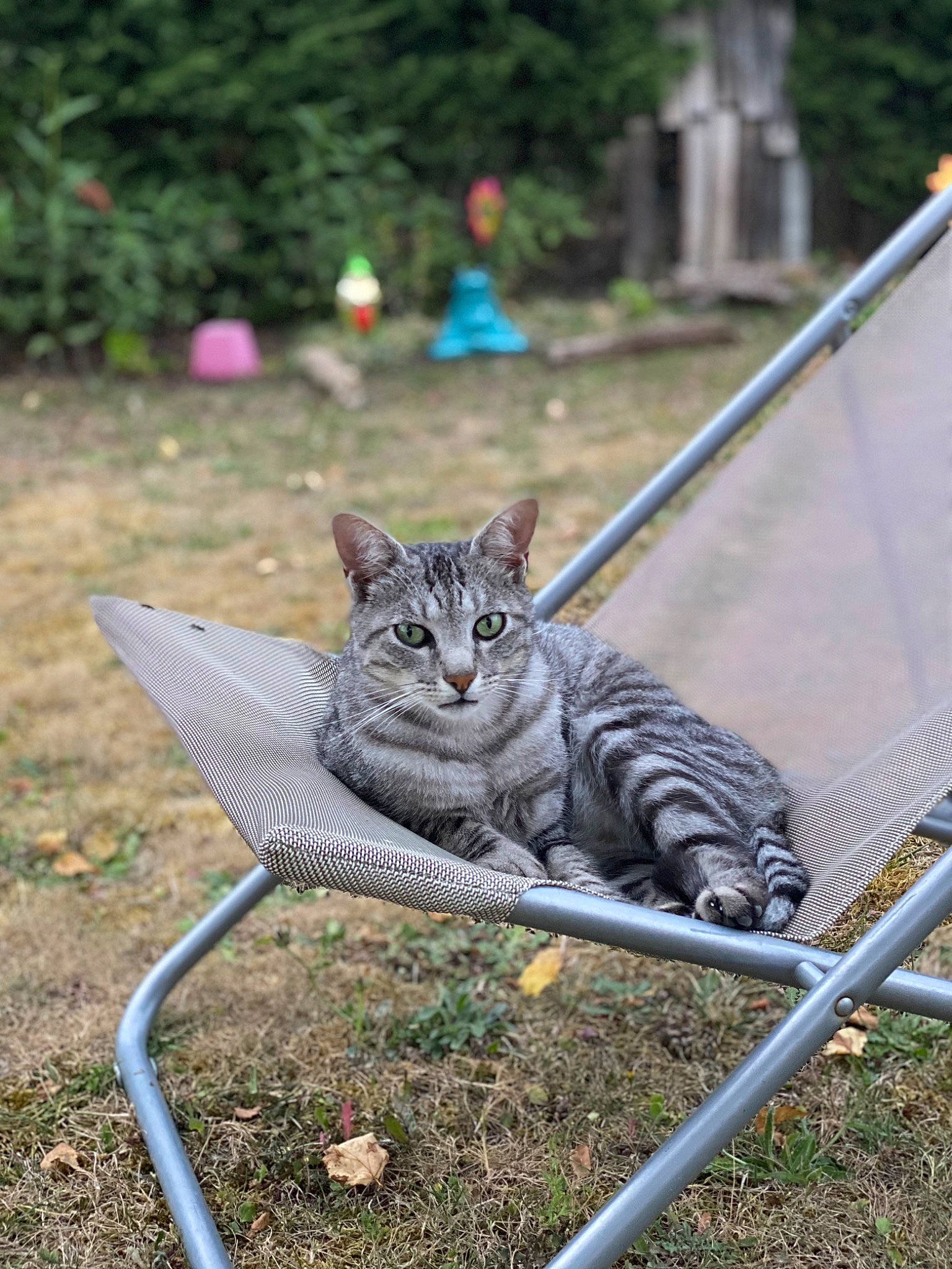 Oggy a rejoint le concours — aidez-le/la à gagner de superbes lots ! carnivore, cat, domestic_short_haired_cat, felidae, fur, grass, leisure, metal, plant, sitting, small_to_medium_sized_cats, snout, soil, tail, terrestrial_animal, tree, water, whiskers, wildlife, wood
