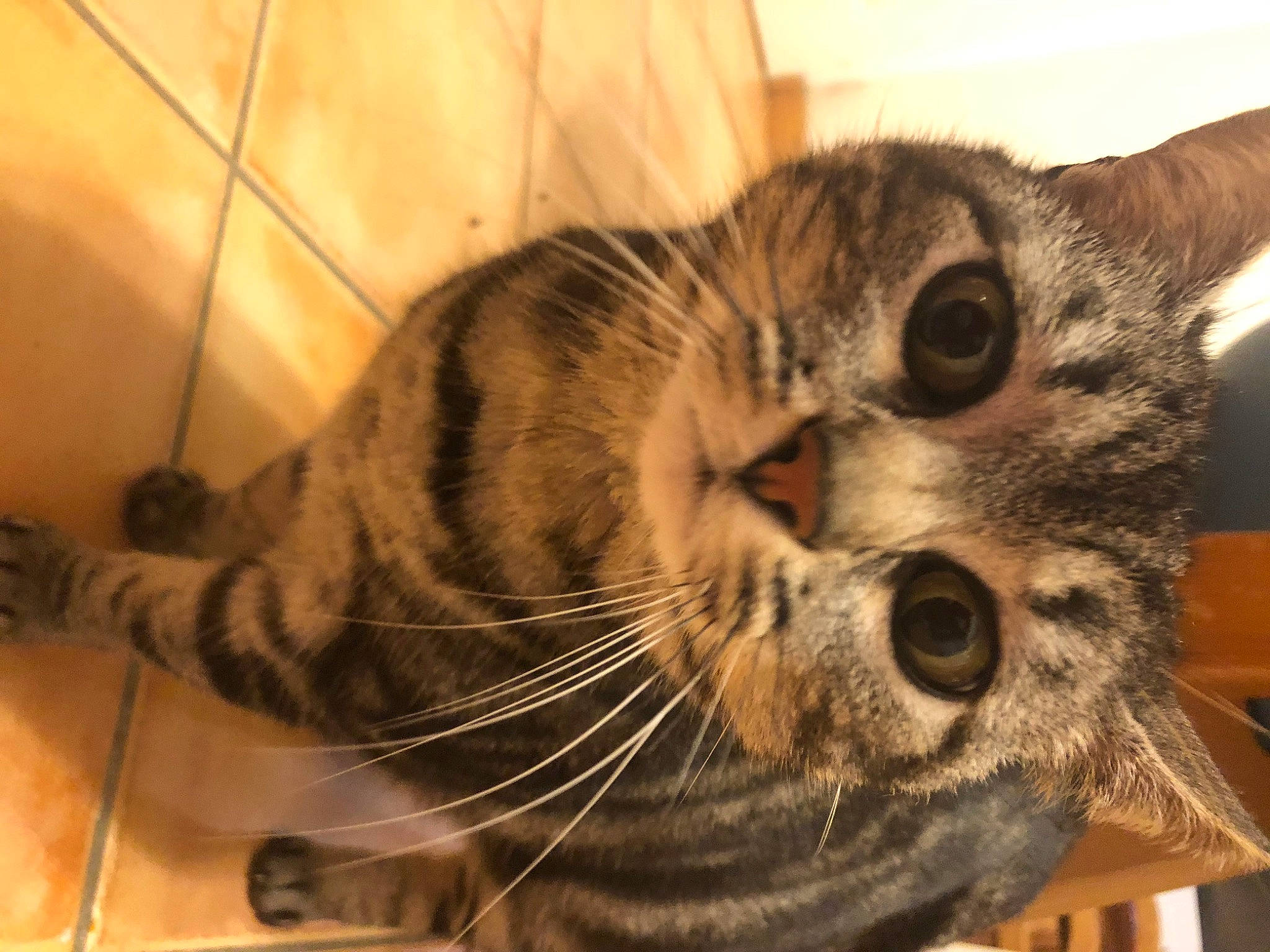 Grisette participe au concours pour gagner de l'argent avec cette photo : carnivore, cat, claw, domestic_short_haired_cat, felidae, flooring, foot, fur, metal, paw, small_to_medium_sized_cats, snout, tail, terrestrial_animal, whiskers, wood