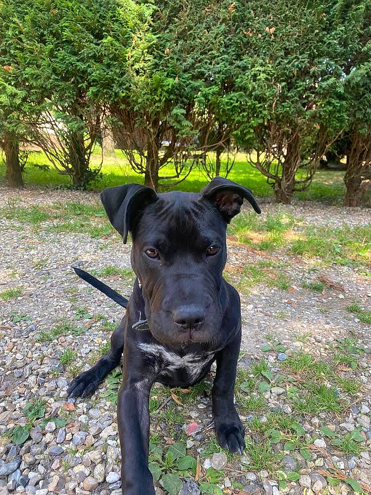 Scarla participe au concours pour gagner de l'argent avec cette photo : art, canidae, carnivore, collar, companion_dog, dog, dog_breed, dog_collar, fawn, grass, groundcover, guard_dog, plant, sculpture, snout, sporting_group, tail, tree, working_animal, working_dog