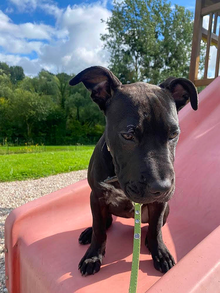 Scarla a rejoint le concours — aidez-le/la à gagner de superbes lots ! carnivore, cloud, collar, companion_dog, dog, dog_breed, dog_collar, fashion_accessory, fawn, guard_dog, pet_supply, plant, sky, snout, sporting_group, terrestrial_animal, tree, window, working_animal, working_dog