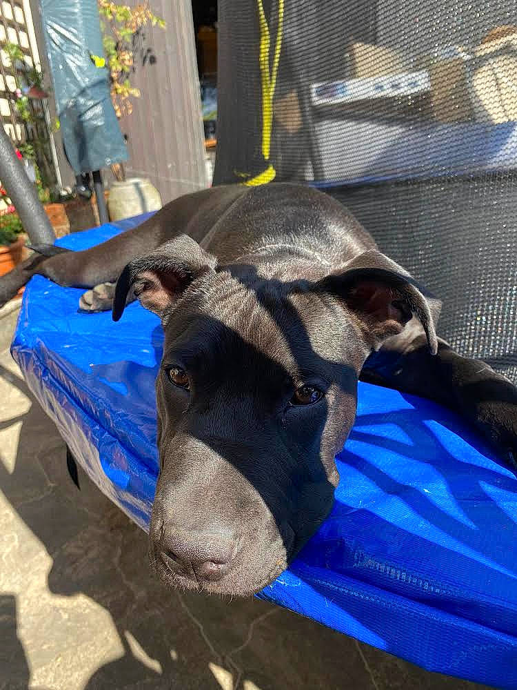 Scarla participe au concours pour gagner de l'argent avec cette photo : canidae, carnivore, collar, companion_dog, dog, dog_breed, dog_collar, dog_supply, electric_blue, fawn, fur, guard_dog, hood, human_leg, livestock, pet_supply, snout, sporting_group, terrestrial_animal, working_animal