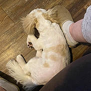 Cara is registered to the contest to win money with this photo: dog, pet, floor, wooden_floor, sleeping, curled_up, white_fur, tan_fur, paw, tail, person, feet, shoe, sock, indoor, cozy, relaxation, companion, animal, resting