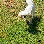 Cara is registered to the contest to win money with this photo: dog, small_dog, white_dog, grass, outdoor, sunlight, shadow, pet, animal, fluffy, ears, nature, daylight, green, lawn, cute, standing, mammal, canine, squinting