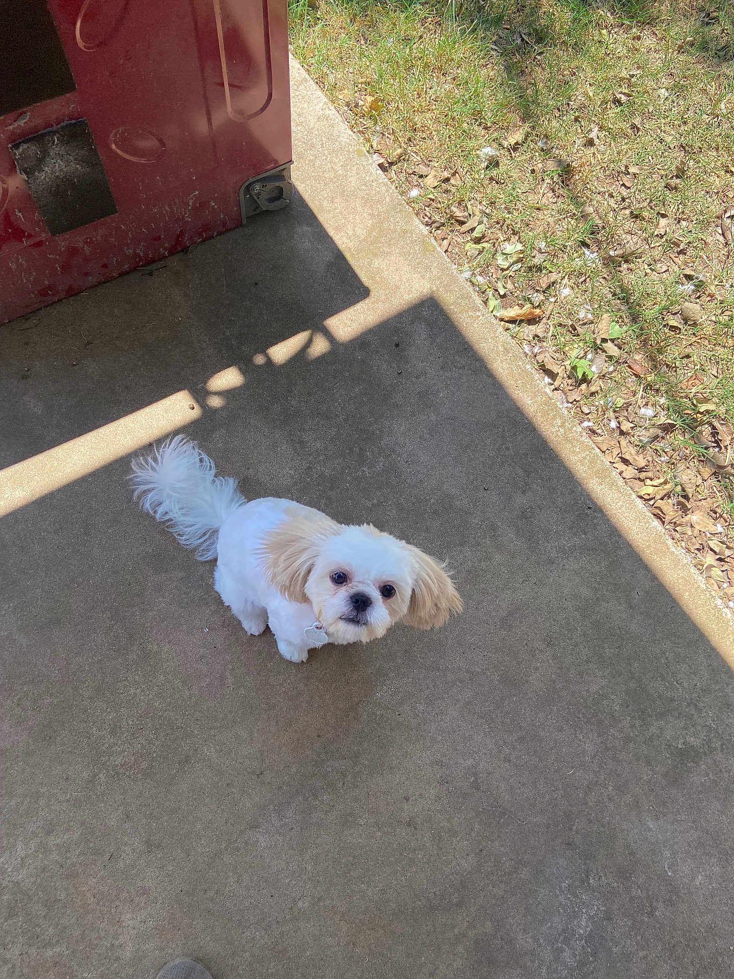 Cara joined the competition — help win amazing prizes! dog, small_dog, white_dog, tan_ears, fluffy, pet, outdoor, porch, concrete, grass, sunlight, door, curious, looking_up, cute, animal, companion, domestic, adorable, shadow