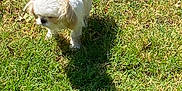 Cara is registered to the contest to win money with this photo: dog, small_dog, white_dog, grass, outdoor, sunlight, shadow, pet, animal, nature, cute, fluffy, walking, daytime, ears, canine, standing, greenery, yard, playful