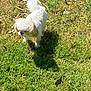dog, small_dog, white_dog, grass, outdoor, sunlight, shadow, pet, animal, nature, cute, fluffy, walking, daytime, ears, canine, standing, greenery, yard, playful