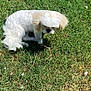 Cara is registered to the contest to win money with this photo: dog, grass, outdoor, pet, white_fur, fluffy, sunlight, shadow, nature, animal, ears, small_dog, greenery, daytime, cute, sitting, fur, canine, leaf, ground