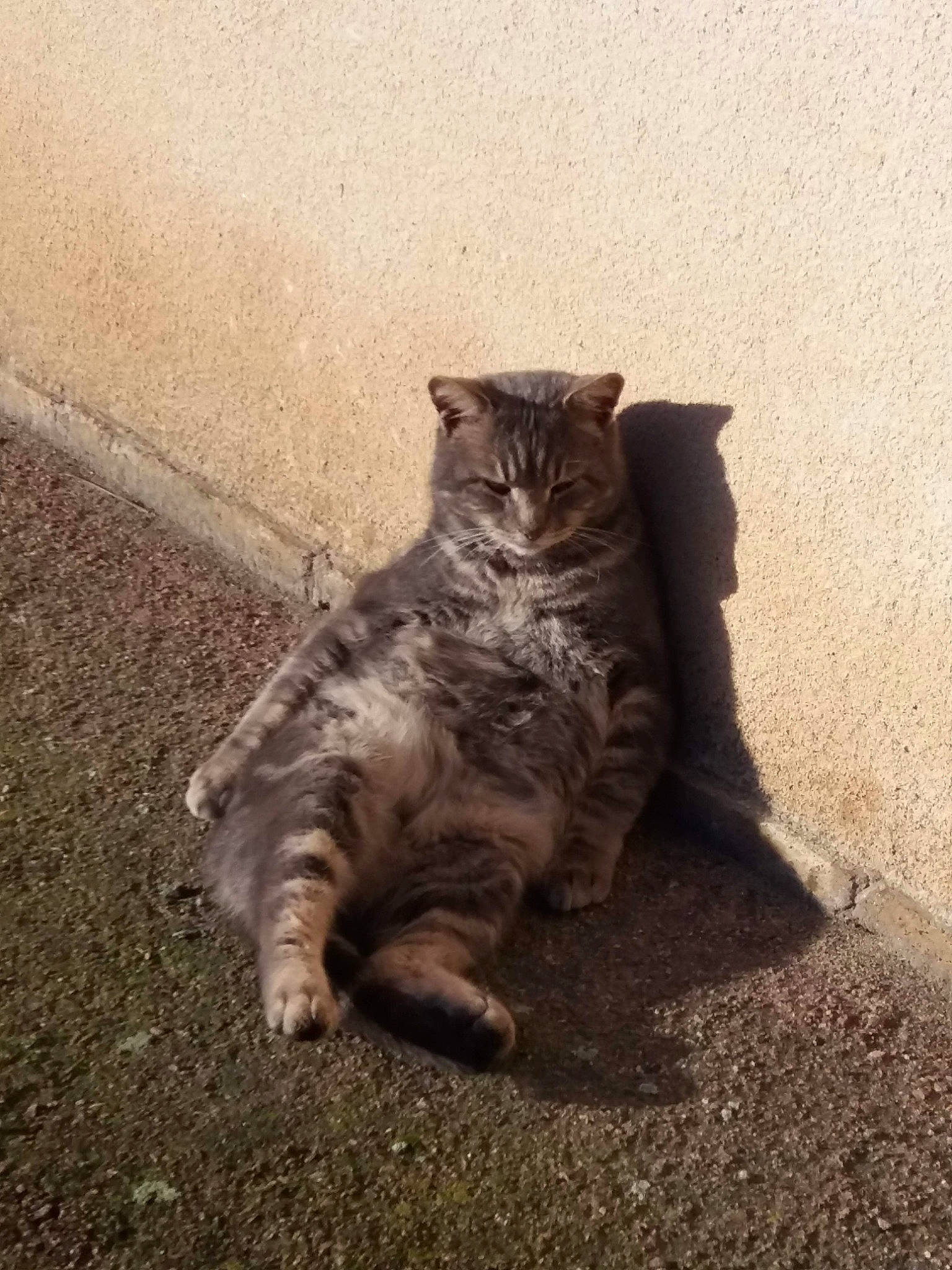 Victor a rejoint le concours — aidez-le/la à gagner de superbes lots ! beige, brown, carnivore, cat, fawn, felidae, fur, liver, mammal, small_to_medium_sized_cats, snout, tail, terrestrial_animal, whiskers