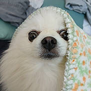 Tempest participe au concours pour gagner de l'argent avec cette photo : animal, blanket, closeup, comfort, companion, cozy, curious, cute, dog, expression, face, fluffy, fur, home, indoors, nose, pet, small_dog, soft, white
