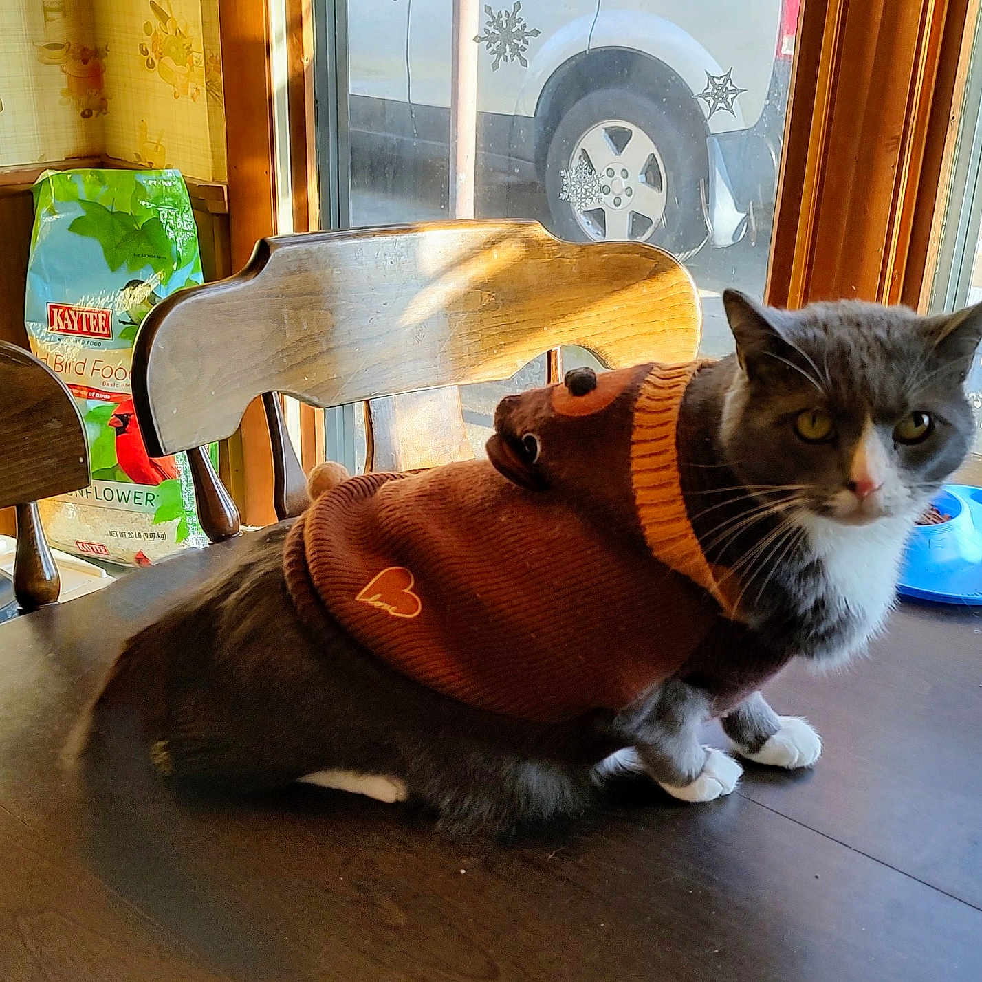 Bandito joined the competition — help win amazing prizes! alloywheel, architecture, building, car, carwheel, diningroom, diningtable, furniture, hardwood, indoors, machine, plywood, room, spoke, table, tire, transportation, vehicle, wheel, wood