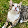 cat, tabby_cat, green_eyes, white_paws, grass, outdoor, nature, animal, pet, feline, whiskers, ears, nose, close_up, wildlife, cute, curious, relaxed, yellow_flowers, mammal