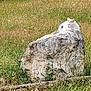 angora, animal, cat, field, flower, grass, grassland, gravestone, green, lawn, nature, outdoors, pet, petal, plant, rabbit, rock, tree, vegetation, yard