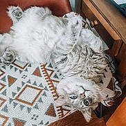 Sir Louis V joined the competition — help win amazing prizes! cat, fluffy, upside_down, blanket, patterned, chair, wooden_furniture, indoor, pet, relaxed, cute, fur, whiskers, green_eyes, cozy, home, animal, resting, curious, domestic