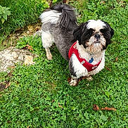 Marley a rejoint le concours — aidez-le/la à gagner de superbes lots ! dog, pet, grass, greenery, outdoor, nature, leaf, rock, animal, canine, fur, harness, small_dog, alert, curious, standing, mammal, black_and_white, garden, daylight