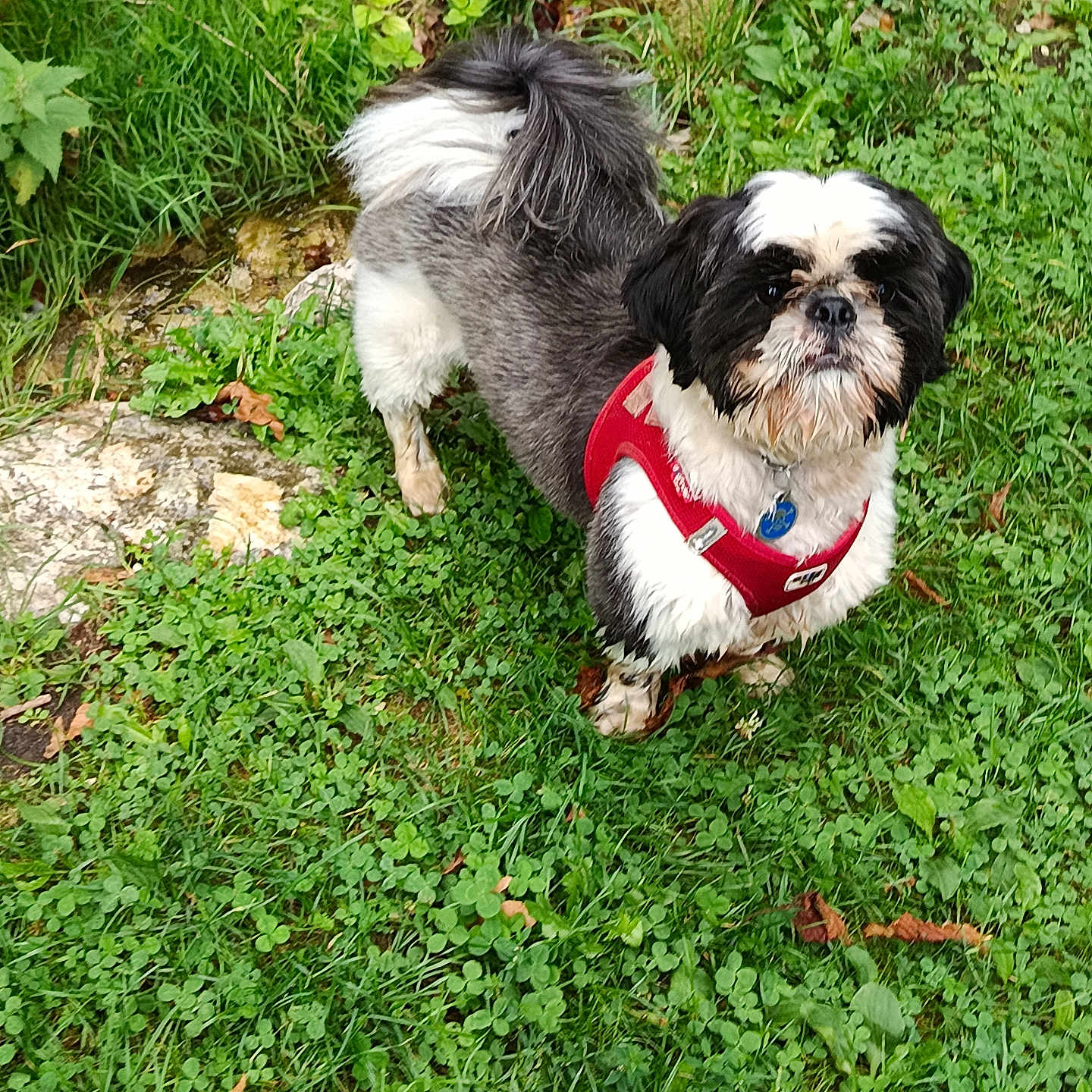 Marley a rejoint le concours — aidez-le/la à gagner de superbes lots ! alert, animal, black_and_white, canine, curious, daylight, dog, fur, garden, grass, greenery, harness, leaf, mammal, nature, outdoor, pet, rock, small_dog, standing