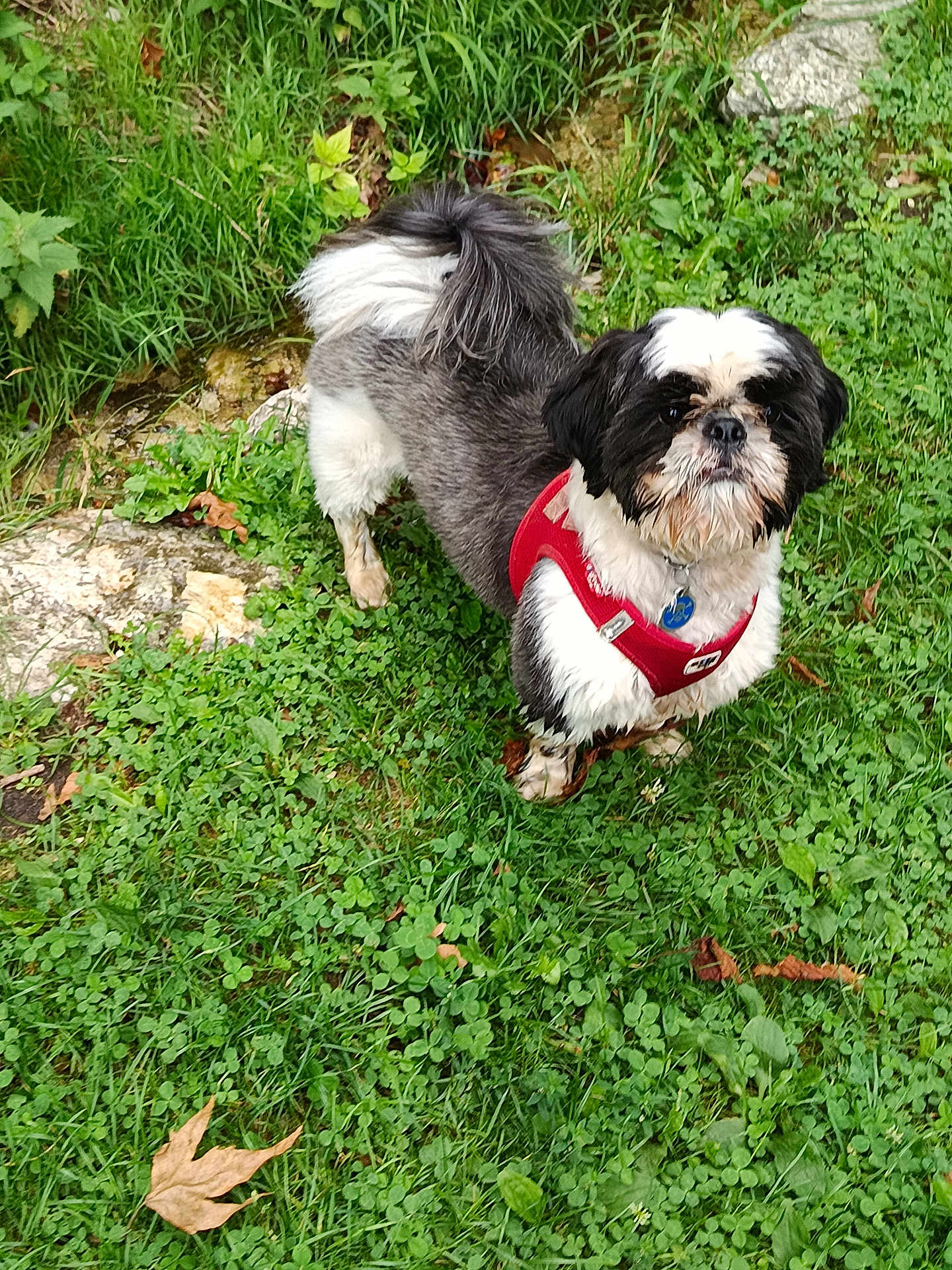 Marley a rejoint le concours — aidez-le/la à gagner de superbes lots ! dog, pet, grass, greenery, outdoor, nature, leaf, rock, animal, canine, fur, harness, small_dog, alert, curious, standing, mammal, black_and_white, garden, daylight