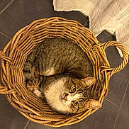 Yazoo a rejoint le concours — aidez-le/la à gagner de superbes lots ! animal, basket, cat, cozy, curled_up, curtain, cute, domestic_animal, ears, feline, floor, fur, indoor, looking_up, pet, resting, tabby_cat, tile_floor, whiskers, wicker