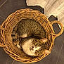 animal, basket, cat, cozy, curled_up, curtain, cute, domestic_animal, ears, feline, floor, fur, indoor, looking_up, pet, resting, tabby_cat, tile_floor, whiskers, wicker