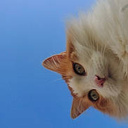 Razmo a rejoint le concours — aidez-le/la à gagner de superbes lots ! adorable, animal, blue_sky, cat, closeup, curious, cute, ears, face, feline, fluffy, looking, nature, orange, outdoor, pet, portrait, sky, whiskers, white