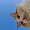 adorable, animal, blue_sky, cat, closeup, curious, cute, ears, face, feline, fluffy, looking, nature, orange, outdoor, pet, portrait, sky, whiskers, white