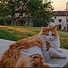 Razmo participe au concours pour gagner de l'argent avec cette photo : animal, backyard, calm, cat, daylight, domestic_cat, fluffy_cat, fur, grass, house, nature, orange_cat, outdoor, patio, pet, relaxed, resting, sunset, tree, white_cat