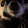 animal, canine, close_up, collar, companion, cute, dark_background, dog, domestic_animal, ears, face, friendly, furry, indoor, low_light, pet, portrait, small_dog, tongue_out, whiskers