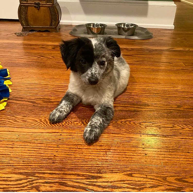 Luna is registered to the contest to win money with this photo: animal, black_and_white, curious, cute, dog, domestic_animal, feeding_bowl, floor, flooring, fur, home, indoor, looking, lying_down, pet, plaything, puppy, toy, wooden_floor, young_dog