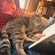 Leonardo Decatero is registered to the contest to win money with this photo: cat, tabby_cat, striped_cat, blanket, person, reading, book, hand, red_hoodie, couch, window, water_bottle, mug, cat_collars, living_room, furniture, indoor, cozy, relaxing, pet