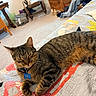 Leonardo Decatero is registered to the contest to win money with this photo: cat, tabby, indoor, bed, quilt, furniture, chair, wooden, relaxed, pet, animal, collar, tag, sleepy, cozy, carpet, home, resting, cute, mammal
