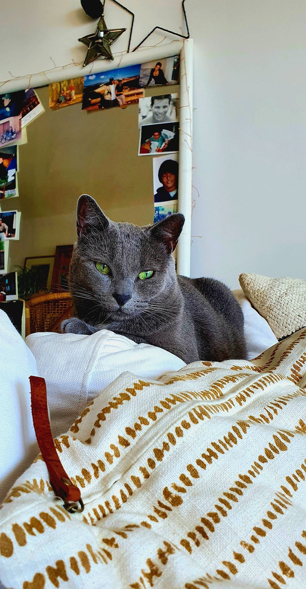 Tommy a rejoint le concours — aidez-le/la à gagner de superbes lots ! asian, carnivore, cat, chartreux, chausie, domestic_short_haired_cat, felidae, furniture, kitten, mammal, oriental_shorthair, room, russian_blue, small_to_medium_sized_cats, whiskers