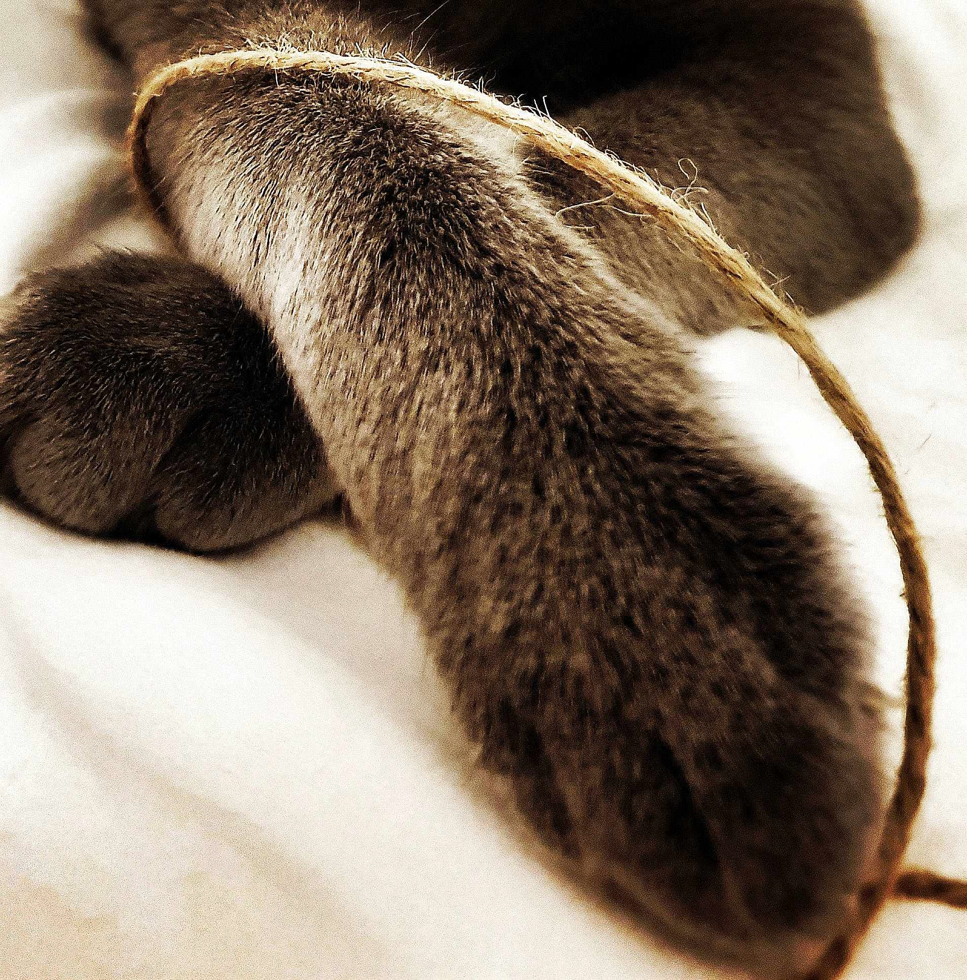 Tommy participe au concours pour gagner de l'argent avec cette photo : carnivore, cat, claw, close_up, ear, fawn, felidae, fur, paw, small_to_medium_sized_cats, snout, tail, whiskers