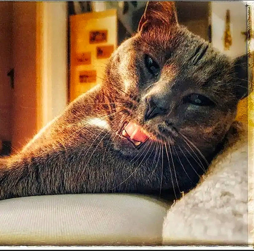 Tommy a rejoint le concours — aidez-le/la à gagner de superbes lots ! asian, carnivore, cat, domestic_short_haired_cat, european_shorthair, eye, felidae, fur, mammal, nose, paw, photo_caption, photography, small_to_medium_sized_cats, snout, tabby_cat, whiskers