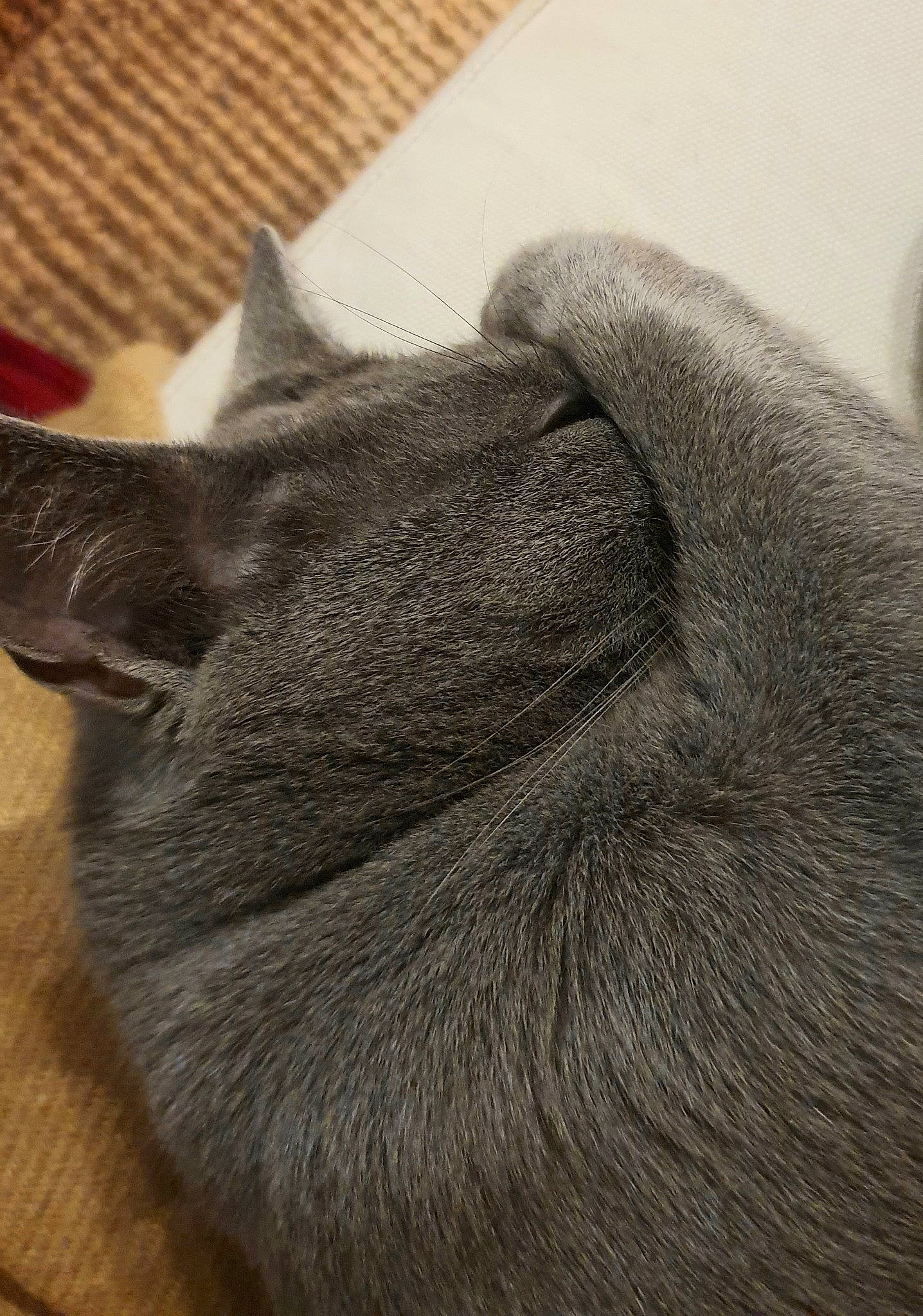 Tommy participe au concours pour gagner de l'argent avec cette photo : british_shorthair, burmese, carnivore, cat, chartreux, domestic_short_haired_cat, ear, fawn, felidae, fur, korat, nebelung, russian_blue, small_to_medium_sized_cats, snout, whiskers