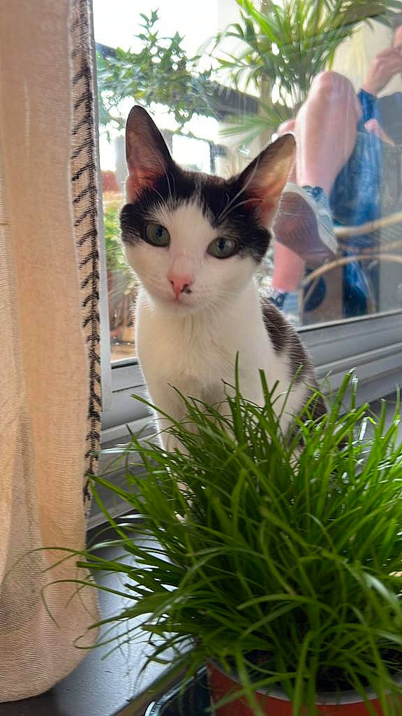 Cookie a rejoint le concours — aidez-le/la à gagner de superbes lots ! carnivore, cat, domestic_short_haired_cat, eye, fawn, felidae, fur, grass, herb, iris, plant, sitting, small_to_medium_sized_cats, snout, tail, tree, whiskers, wood